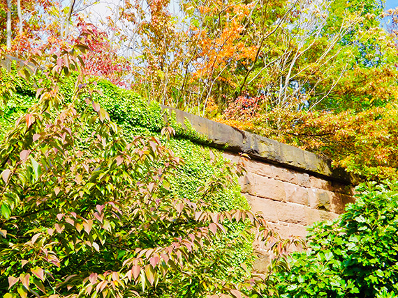 Embankment Wall covered in greenery
