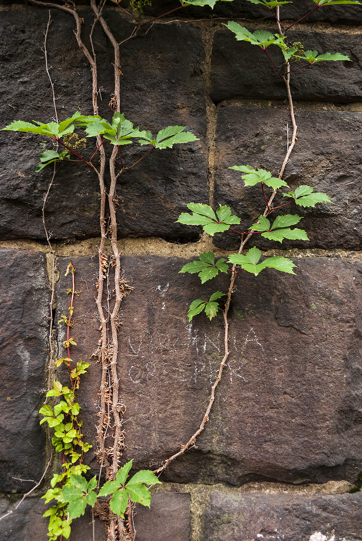 Photograph of plant labeled with chalk growing on Embankment stones, by Kerry Kolenut