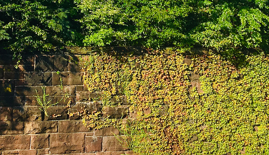 Historic wall of the Embankment, partially covered by greenery / overgrowth